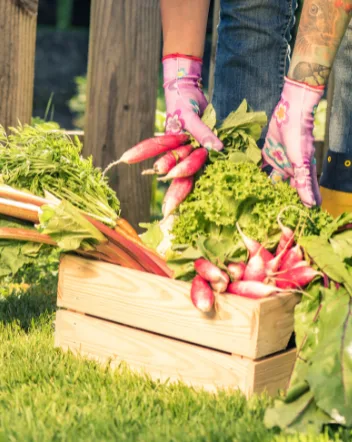 Gloved hands lifting radishes and greens into a wooden crate