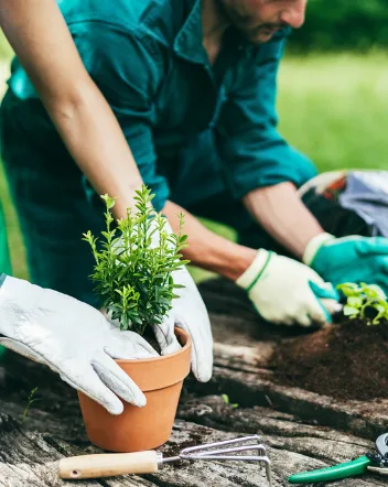 Gloved hands planting a seedling in a terracotta pot